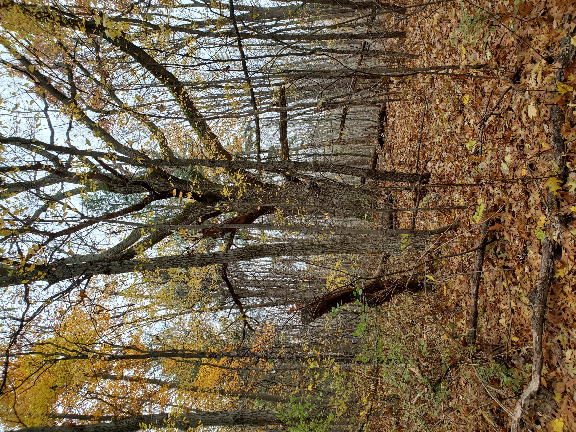 Wolf tree example in fall woods.